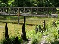 Alcsutdobozi arboretum - lelegzo gyokerek